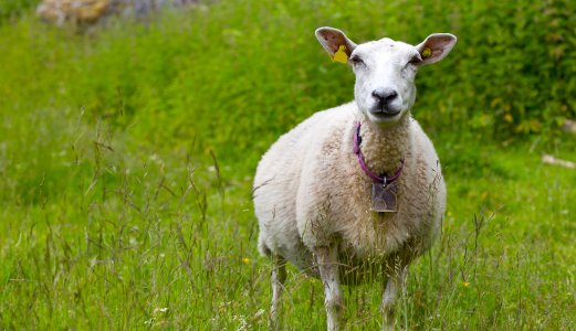 Se opp for giftige planter på beite