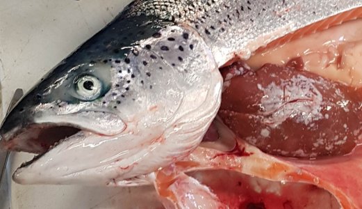 Veterinærinstituttet skal forske på Pasteurellose i laks 