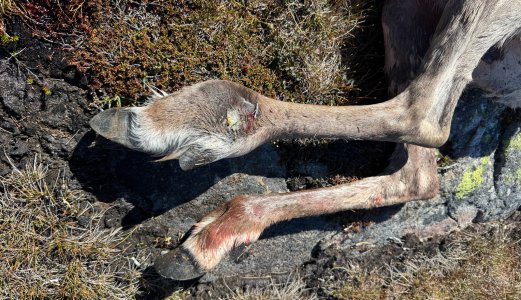 Mistanke om fotråte i flere villreinområder