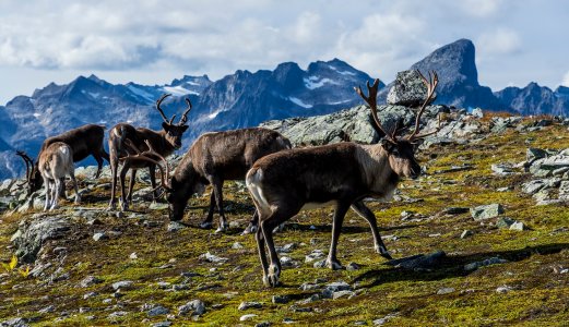 Fullt hus på reindriftskonferansen i Tromsø