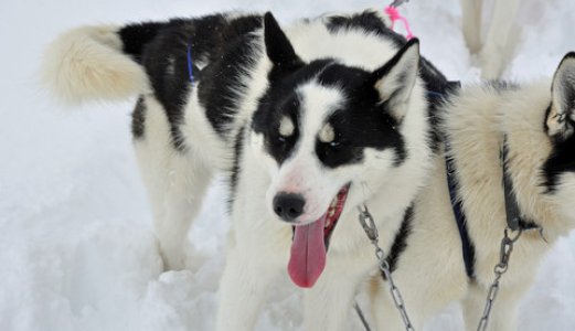 Undersøker skummel hundeparasitt på Svalbard