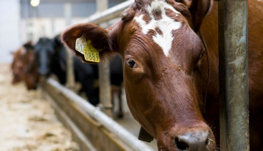MRSA-smitte fra menneske til dyr må forhindres