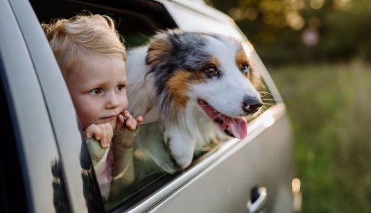 Utenlandsreiser kan gi alvorlig sykdom hos hund