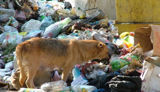Veterinærinstituttet bekymret for økt import av gatehunder
