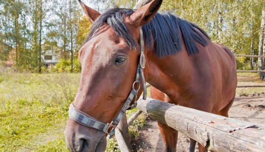 Isolasjon og godt stell er viktigste tiltak mot herpesvirusinfeksjon hos hest