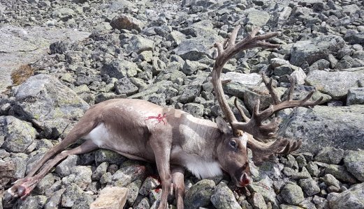 Skrantesjuke er fortsatt en alvorlig helsetrussel for hjortedyr