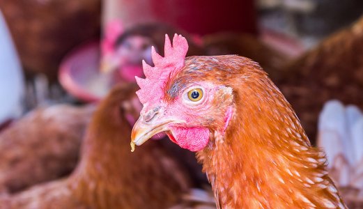 Fugleinfluensavirus kommer trolig fra Russland