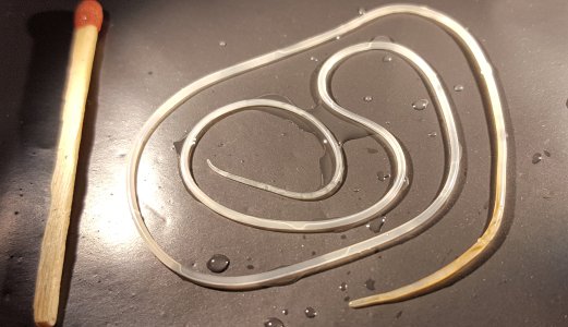 Fremmed parasitt påvist hos hund importert fra Spania