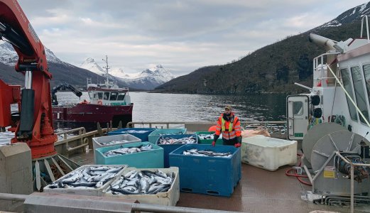 Ny kunnskap om algar som drep fisk i Nord-Noreg