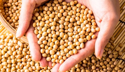 Ulovlig genmodifisert soya funnet i en matvare i Norge
