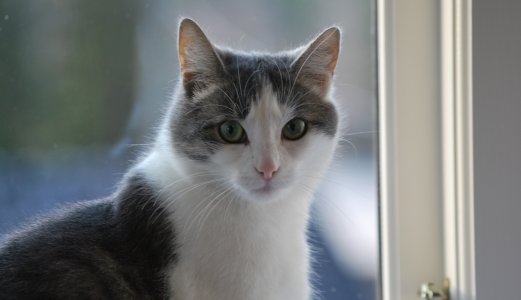 Informasjon til veterinærer om koronavirus og testing av kjæledyr