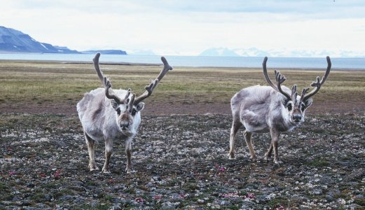 Rabiesmistanke hos rein fra Svalbard avkreftet