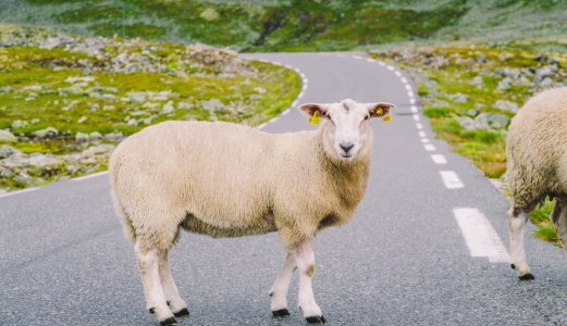 Virussykdommen blåtunge sprer seg blant sau og storfe i Danmark