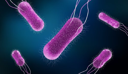 Veterinærinstituttet analyser matvareprøver for Salmonella Agbeni