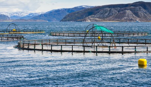 Skal finne ut mer om Pasteurellose hos norske laks