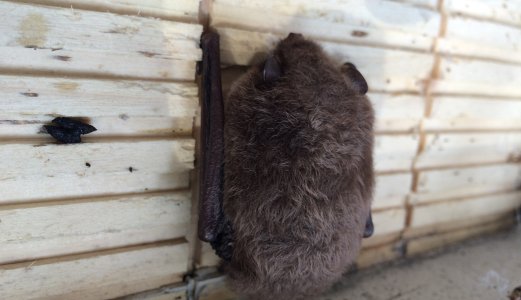 Påvisning av flaggermusrabies gir ny kunnskap