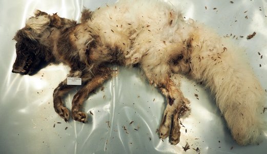 Rabies påvist hos fjellrev på Svalbard - andre påvising i 2025