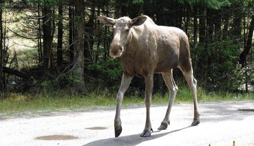 Overvåkning av skrantesjuke (CWD) 2024: To nye tilfeller av skrantesjuke hos elg