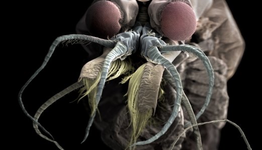 Innovativ fototeknikk ved Veterinærinstituttet nominert til gjev litteraturpris