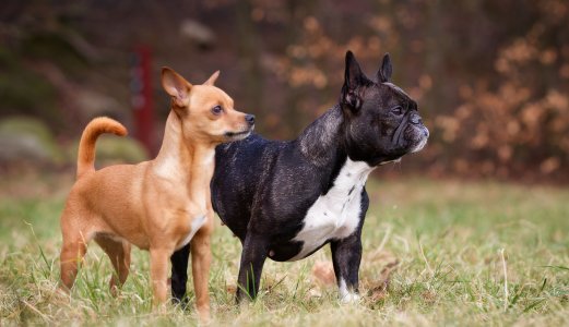 Status vedrørende akutt hundesykdom 11. september