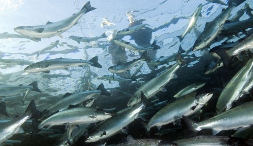 Klarere roller innen norsk fiskediagnostikk