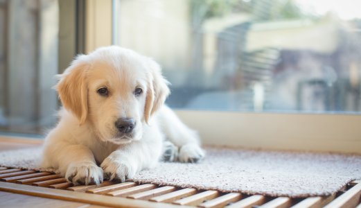 Parvovirus-infeksjon hos hund