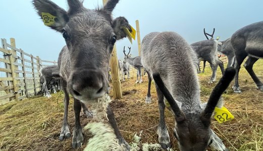 Kan tamrein fra Norge gi nye svar om dødelig sykdom?