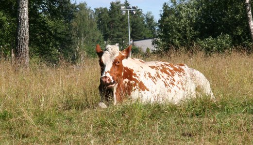 Blåtunge påvist på ku i Sandefjord kommune i Vestfold