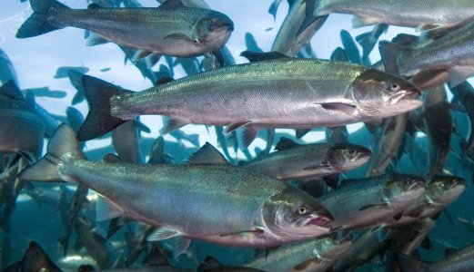 Dødelighet hos laksefisk i første tertial