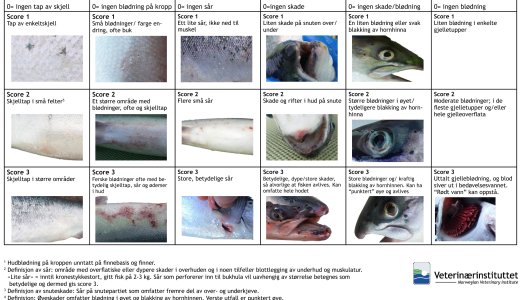 Medikamentfri avlusing – kan måling av fiskevelferd gjøre velferden bedre?