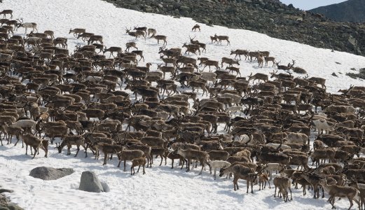 Mistanke om nytt tilfelle av skrantesjuke i Nordfjella