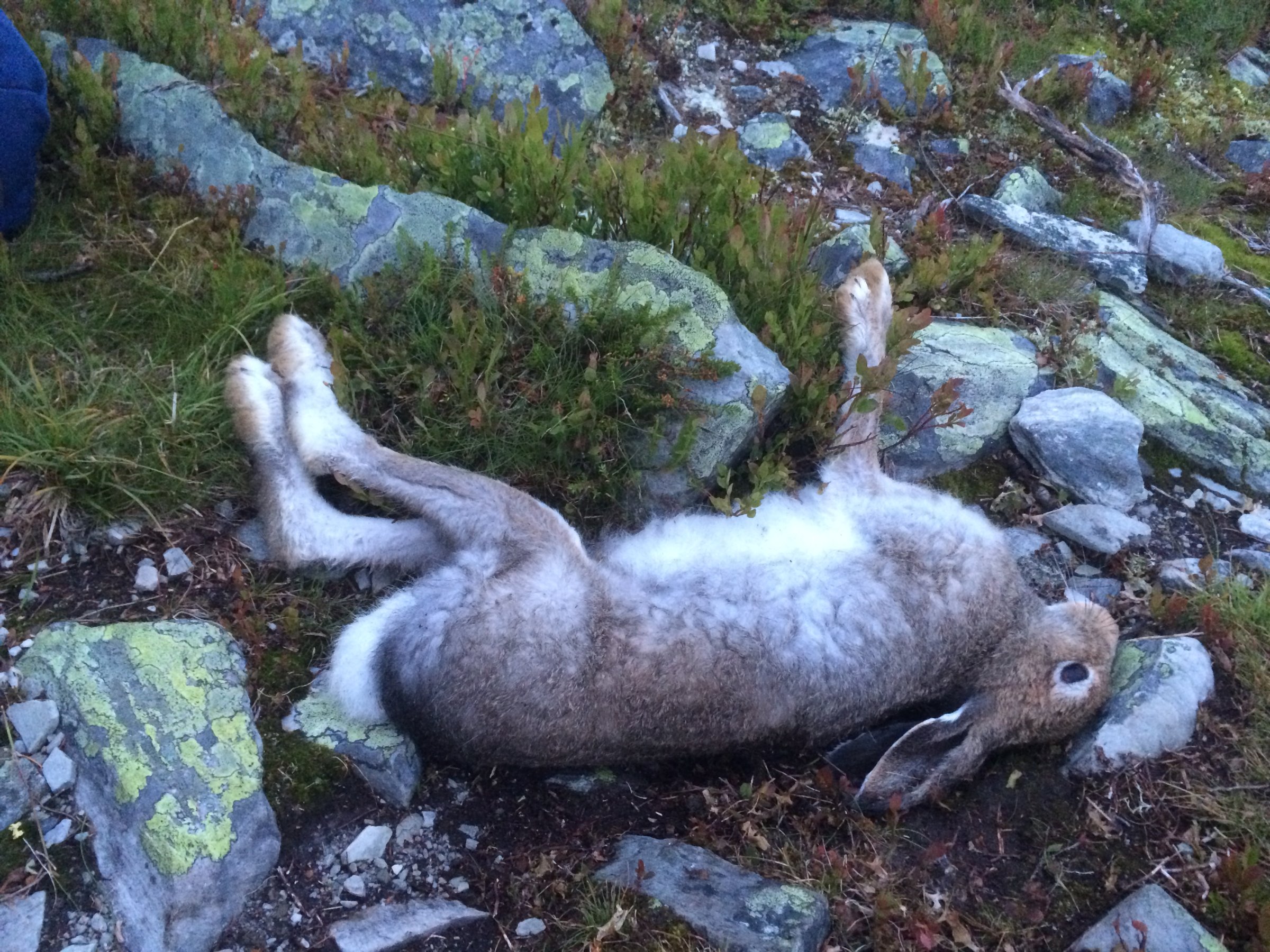Harepest kan smitta til menneske. Påvising av harepest hjå hare er eit teikn på at bakterien er i området. Folk bør vera ekstra forsiktige med drikkevatn, bekkar og andre usikra vasskjelder. Det er også viktig at hunden ikkje snusar på ein sjuk eller daud hare. Foto: Colourbox.