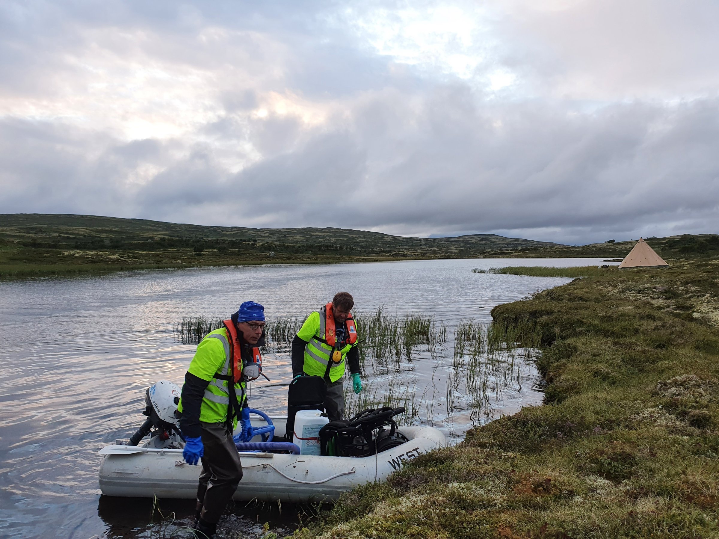 Veterinærinstituttet har gjennomført bekjempelse av karpefisken ørekyt i flere tjern i Trøndelag. Foto: Veterinærinstituttet.