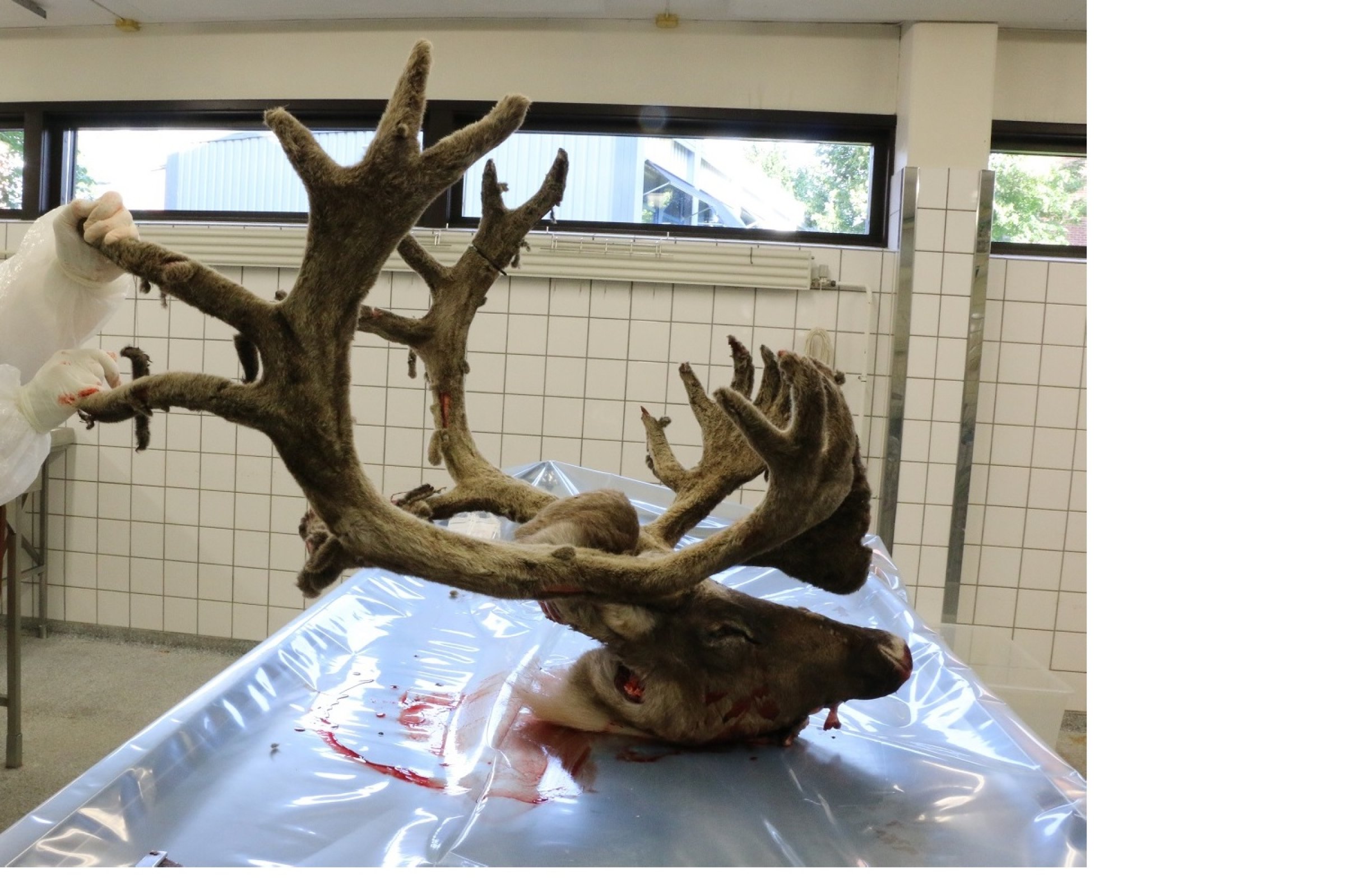 Reinsdyrhode til undersøkelse. Foto: Mari M. Press, Veterinærinstituttet.