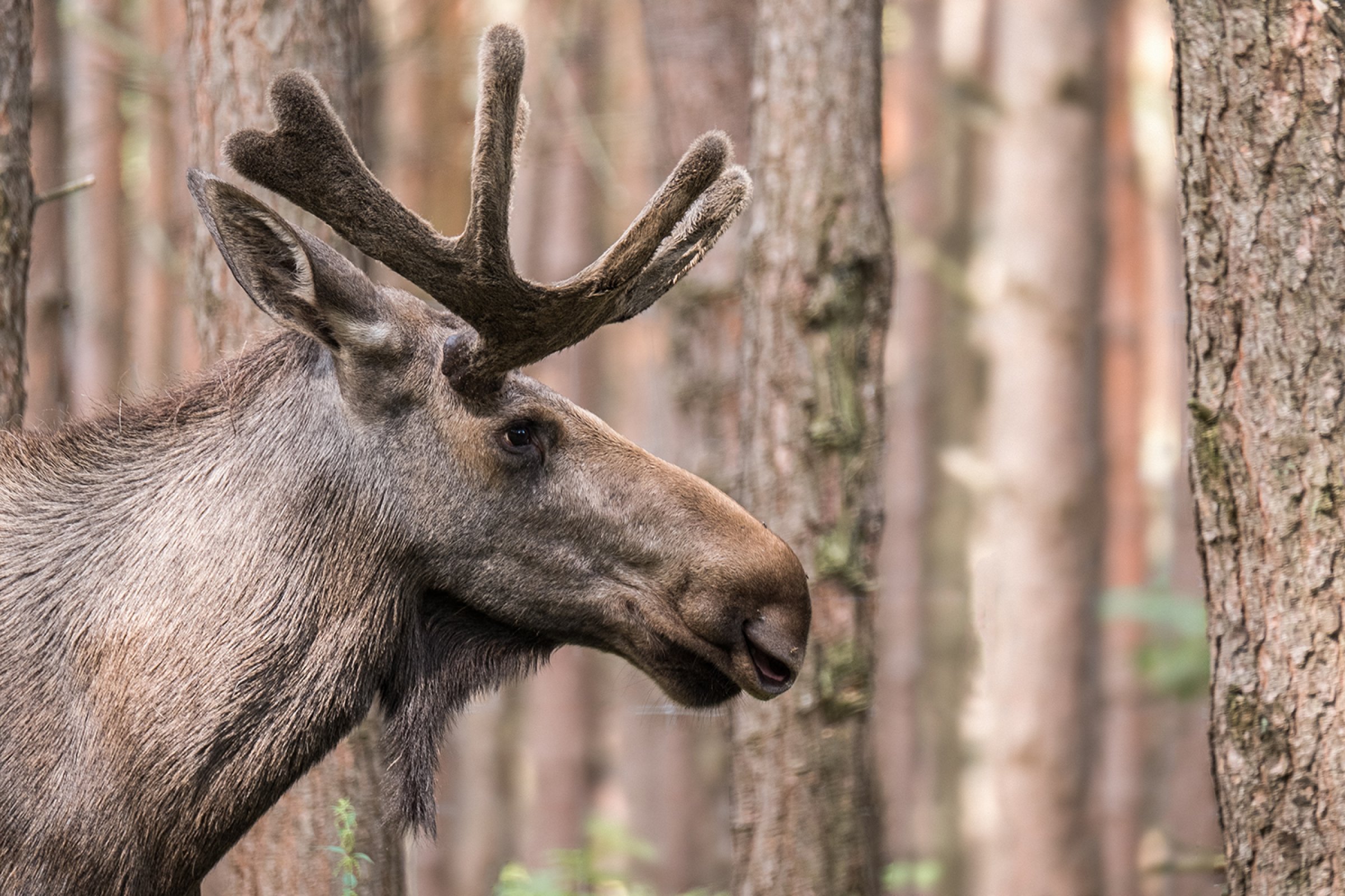 Elgjakta starter 25. september. Jegere bør være på vakt ved lever- eller lungeforandringer i viltet. Finner du forandringer, ta bilder og kontakt deretter Mattilsynet (Ring 22 40 00 00 Åpningstider: 09.00–11.00 og 12.00–15.00 (hverdager). De vurderer om prøver skal sendes inn til Veterinærinstituttet for undersøkelse. Foto: Shutterstock.