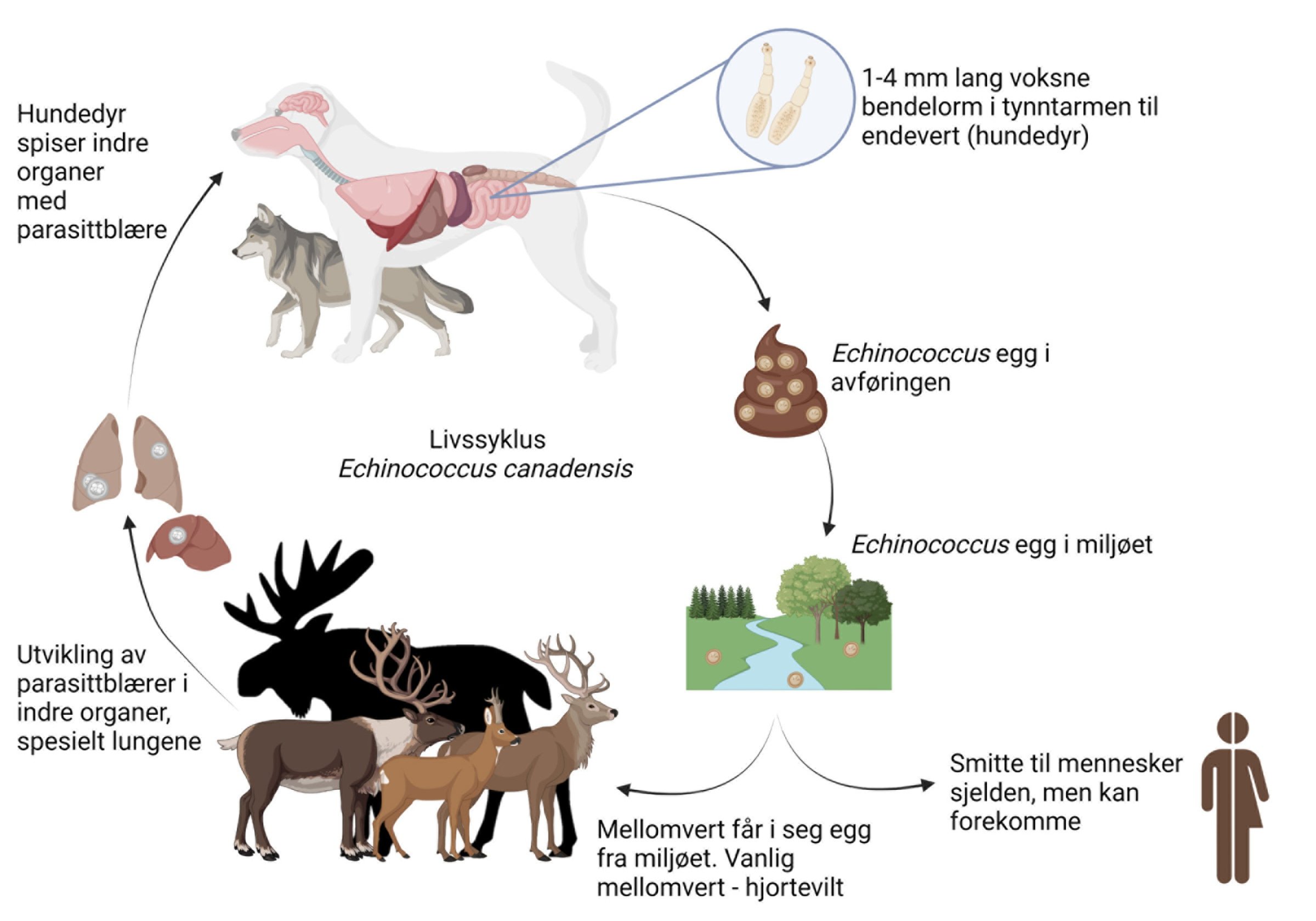Livssyklus Echinococcus canadensis. Figuren er laget av Rebecca Davidson med BioRender.com og med Moose clipart