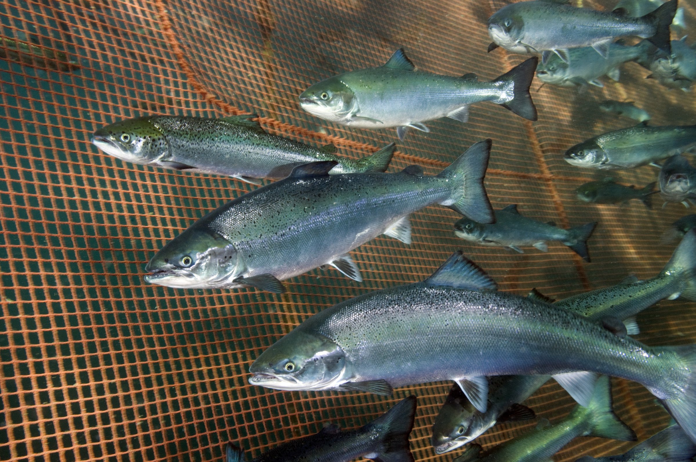 Veterinærinstituttet undersøker hvorfor færre anlegg har fått påvist PD i 2021. Foto: Rudolf Svensen
