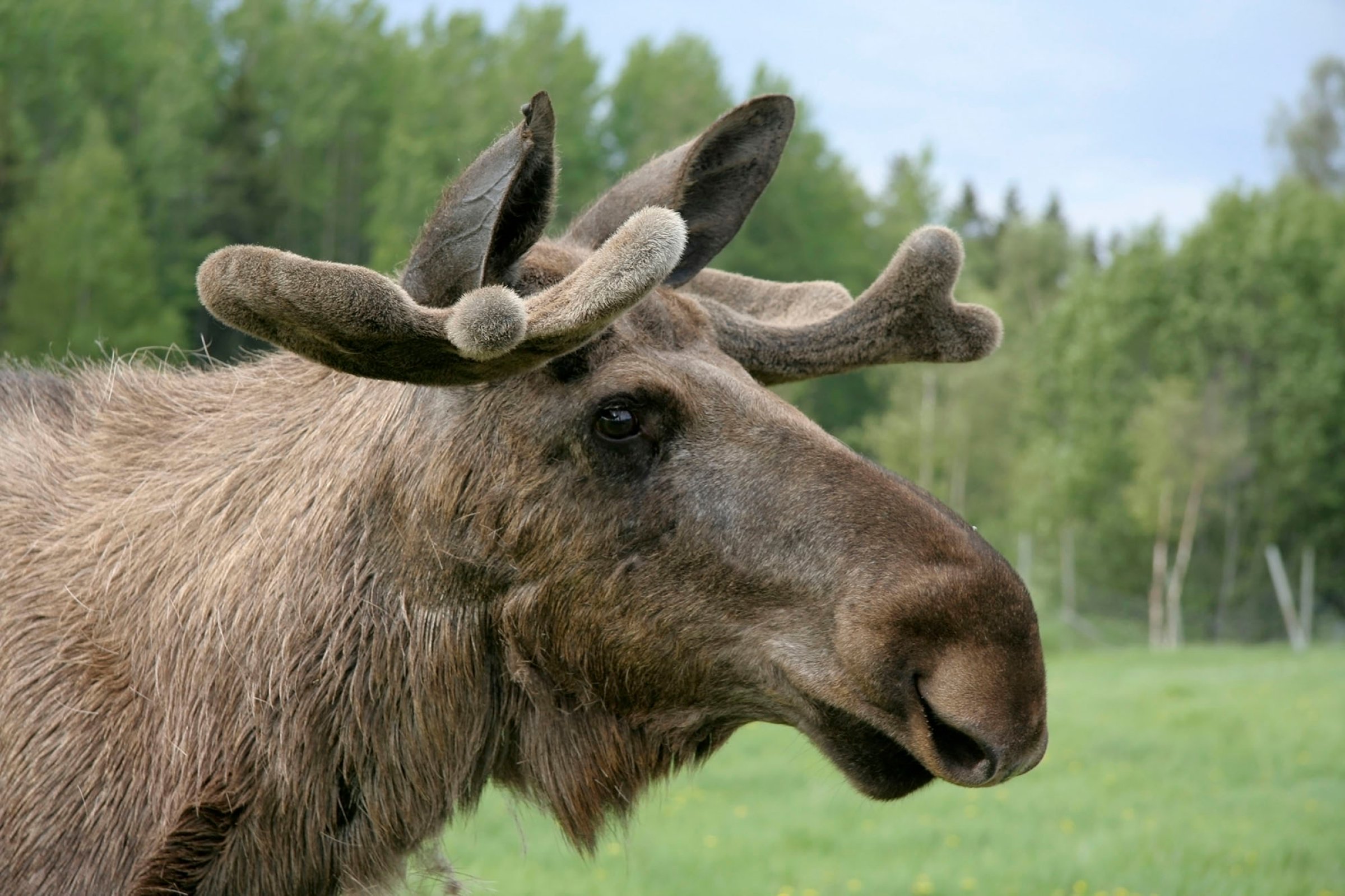 Evira har påvist skrantesjuke hos en 15 år gammel elg i Kuhm, Finland. Foto: Colourbox