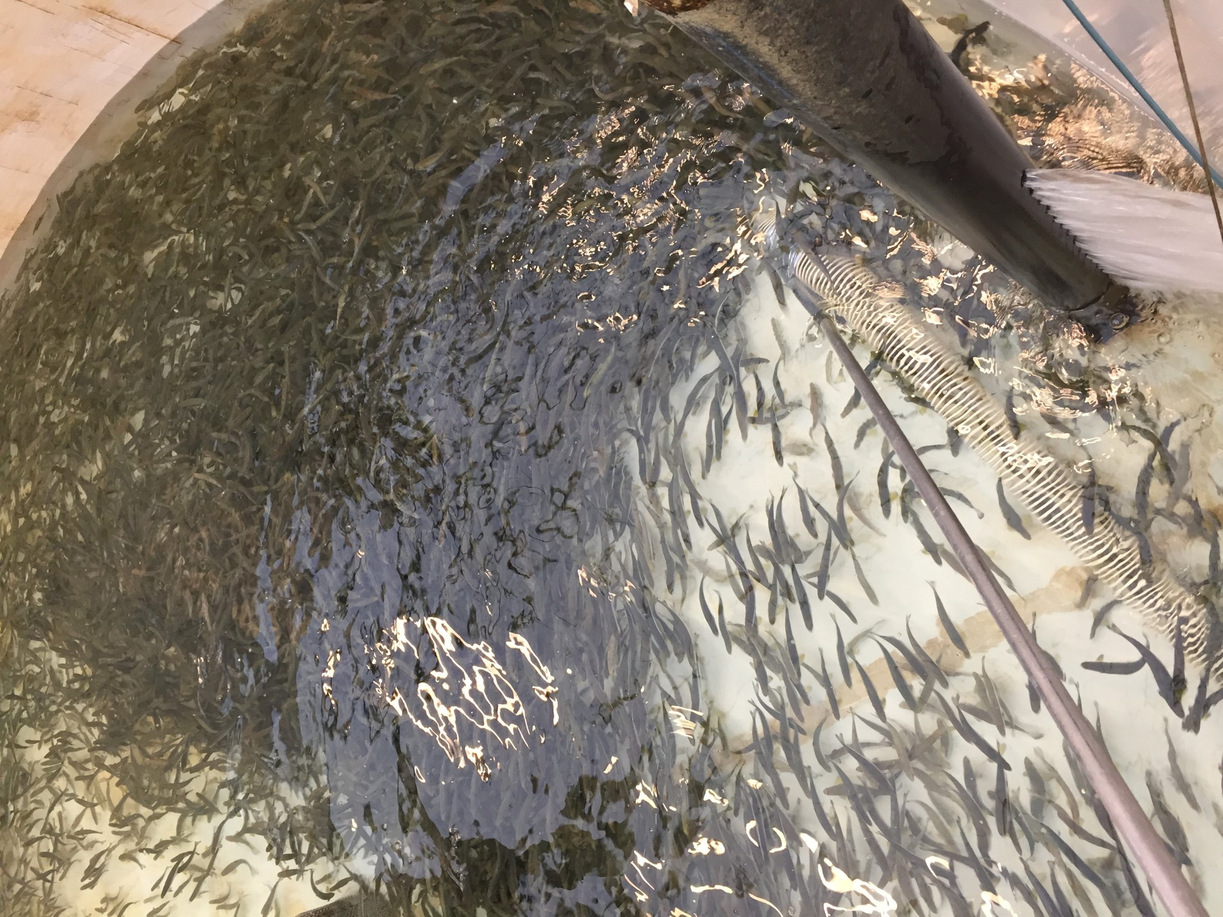 Utsetting av smolt i Ranaelva. Utsettingene skjer etter at vassdraget ble behandlet med rotenon mot Gyrodactylus salaris. Foto: Håvard Lo, Veterinærinstituttet.