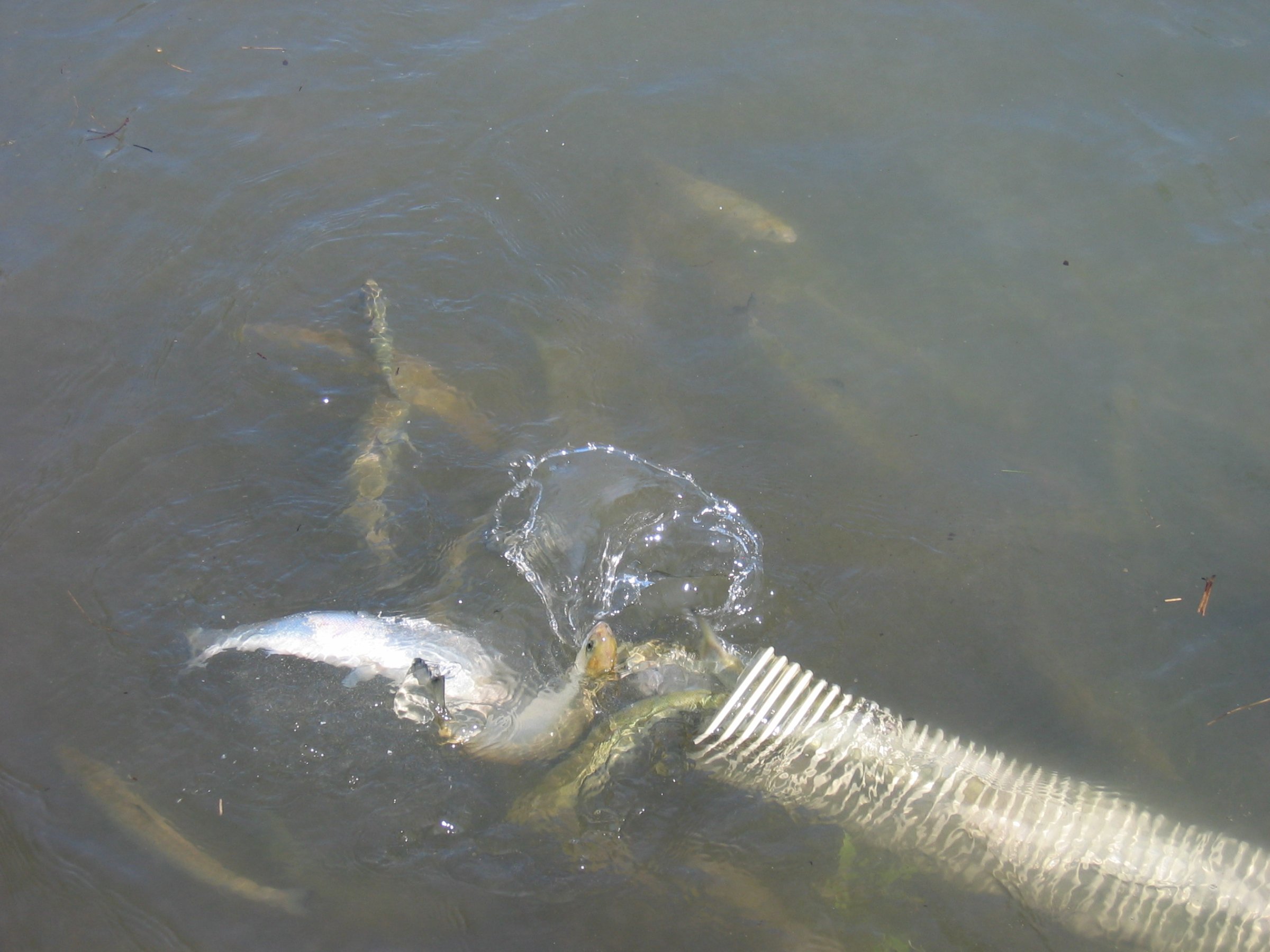 Utsetting av smolt i Ranaelva. Utsettingene skjer etter at vassdraget ble behandlet med rotenon mot Gyrodactylus salaris. Foto: Håvard Lo, Veterinærinstituttet.