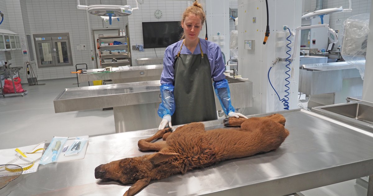Ein ny sommar med svolt og død for elgkalvane? - Veterinærinstituttet