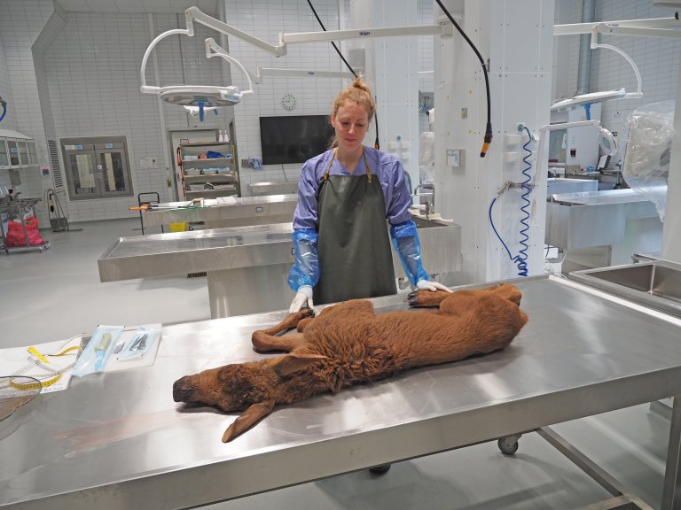 Anne-Fleur Brand ved Veterinærinstituttet undersøkjer ein død elgkalv. Foto: Bjørnar Ytrehus