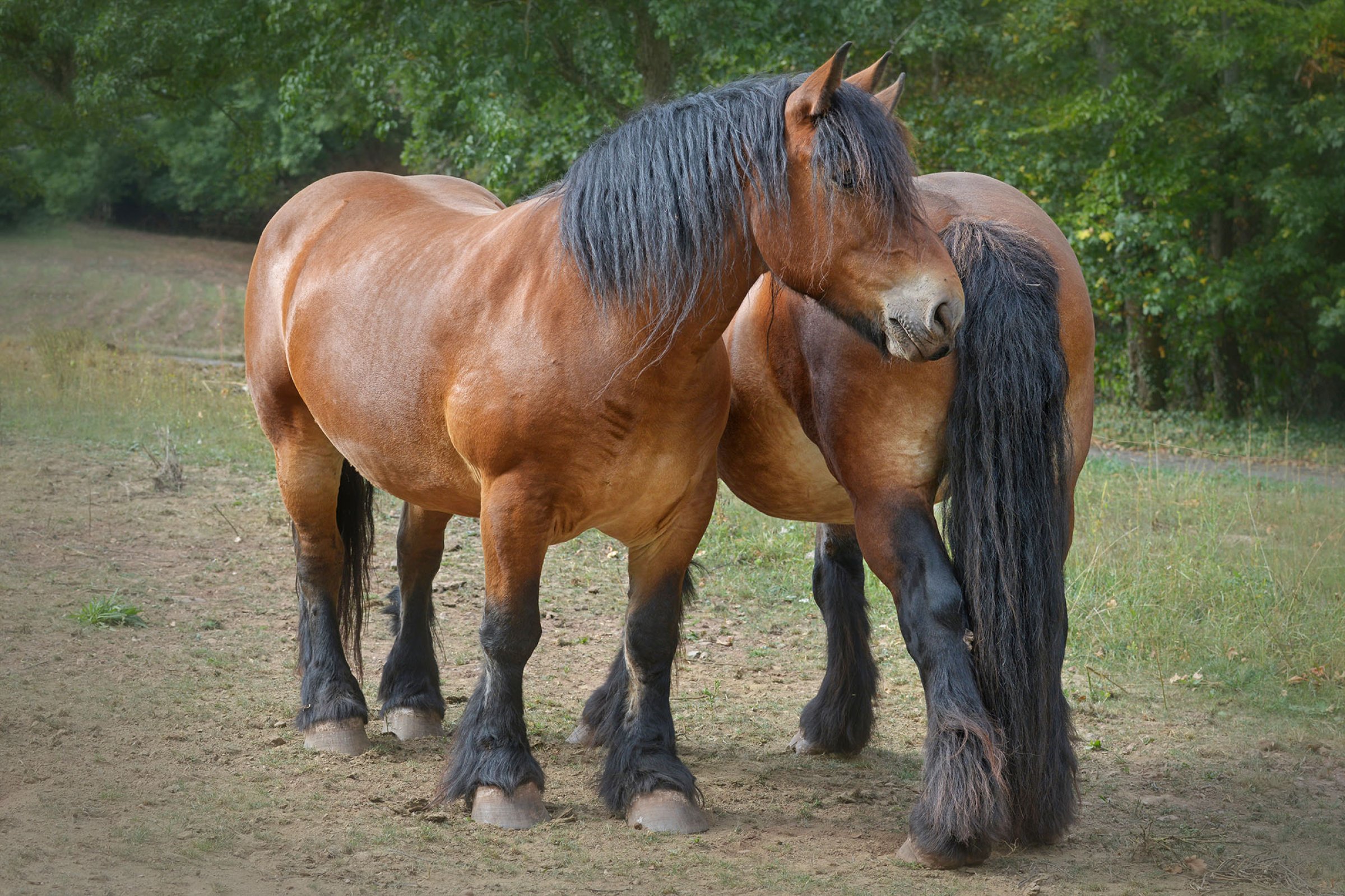 Vi trenger hjelp fra hesteeiere og veterinærer til et forskningsprosjekt på hudbetennelser nederst på beina hos hes. Foto: Shutterstock
