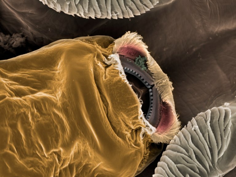 Munnen til ei lakselus sett i elektronmikroskop. Foto: Jannicke Wiik-Nielsen, Veterinærinstituttet