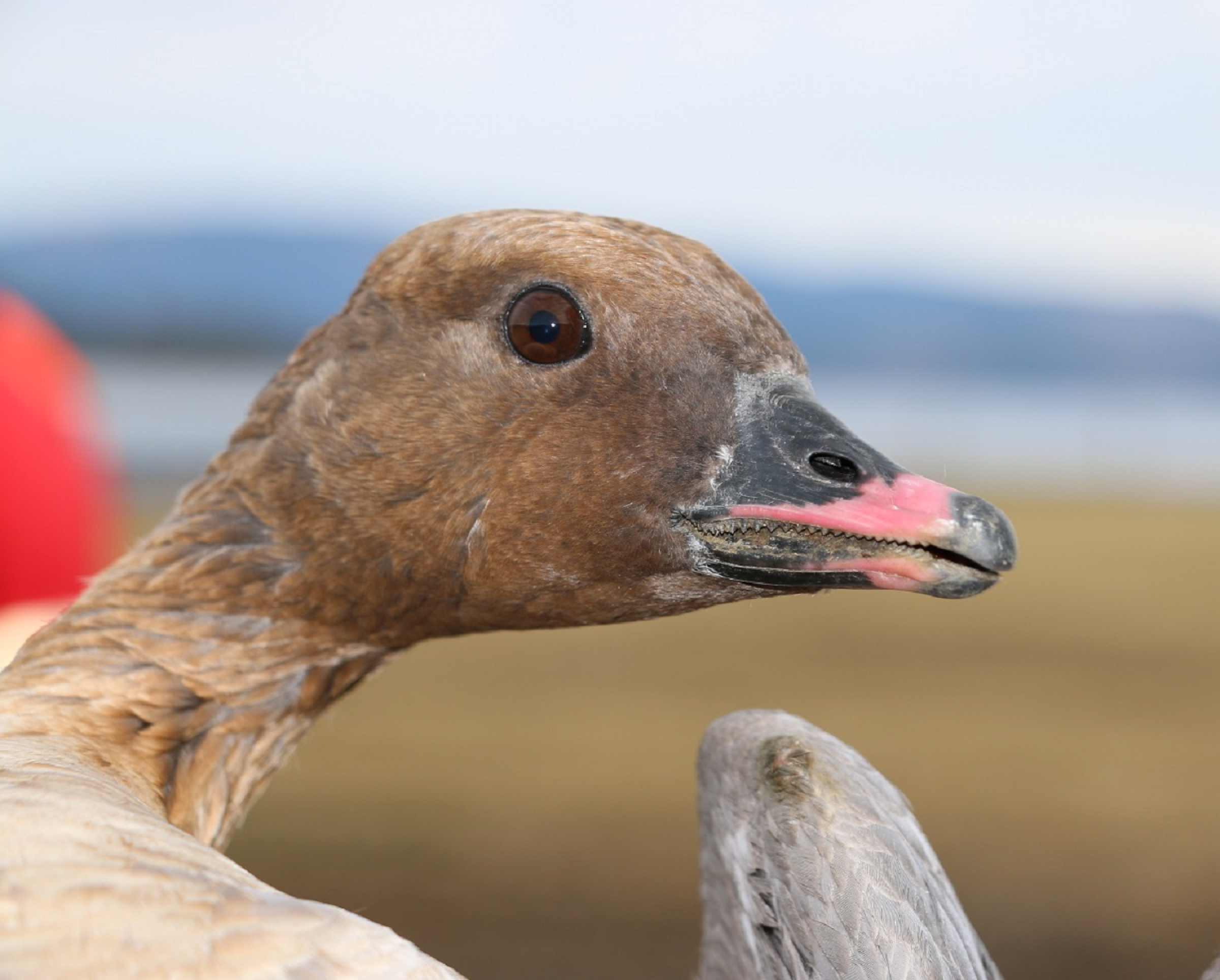 Kortnebbgås i Nord-Trøndelag. Foto: Bryndis Holm, Veterinærinstituttet.
