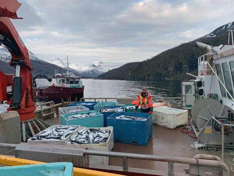 Død laks som ble hentet opp av vannet under algeoppblomstringen i 2019. Foto: Northern Lights Salmon.
