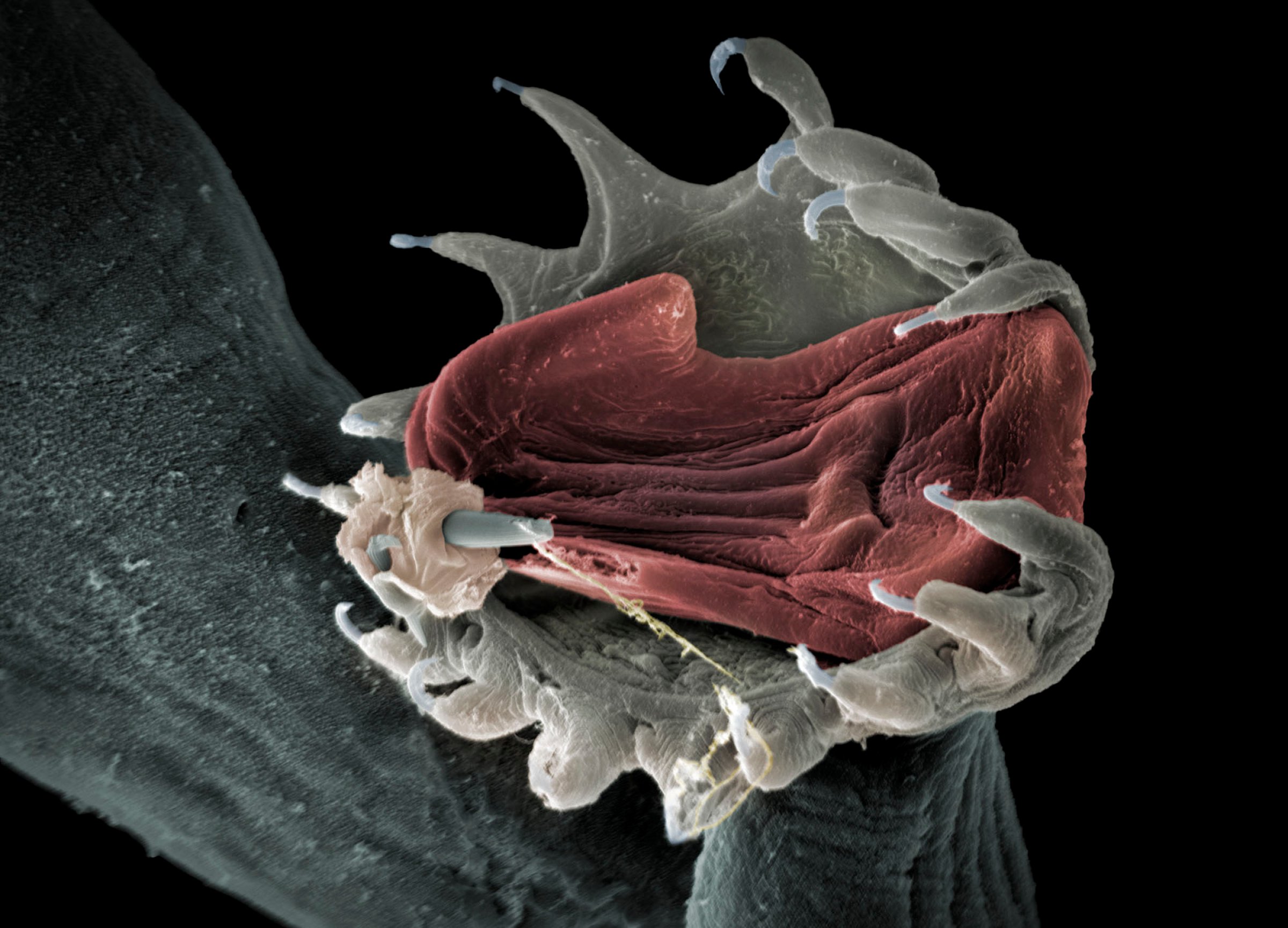 Festeorgan til ferskvannsparasitten Gyrodactylus salaris forstørret gjennom elektronmikroskop 2600 ganger. Foto: Jannicke Wiik-Nielsen, Veterinærinstituttet