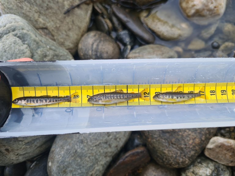 Yngel frå venstre: Røye, aure og laks lagd over eit måleband for å vise storleik. 