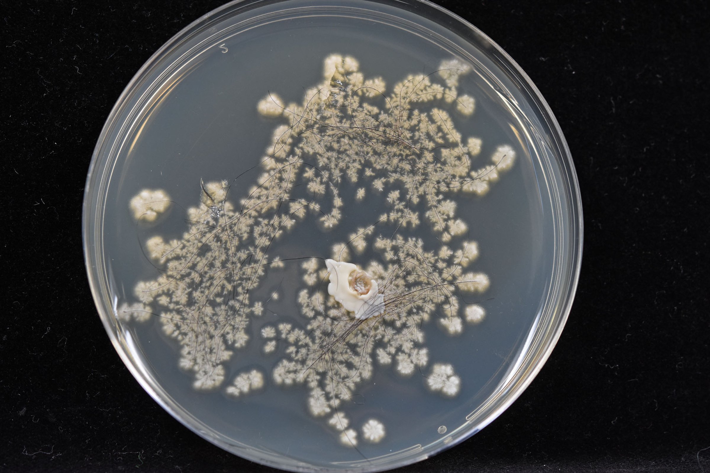 Ringorm er en smittsom soppinfeksjon i det ytterste laget av huden forårsaket av Trichophyton verrucosum. Foto: Ellen Christensen
