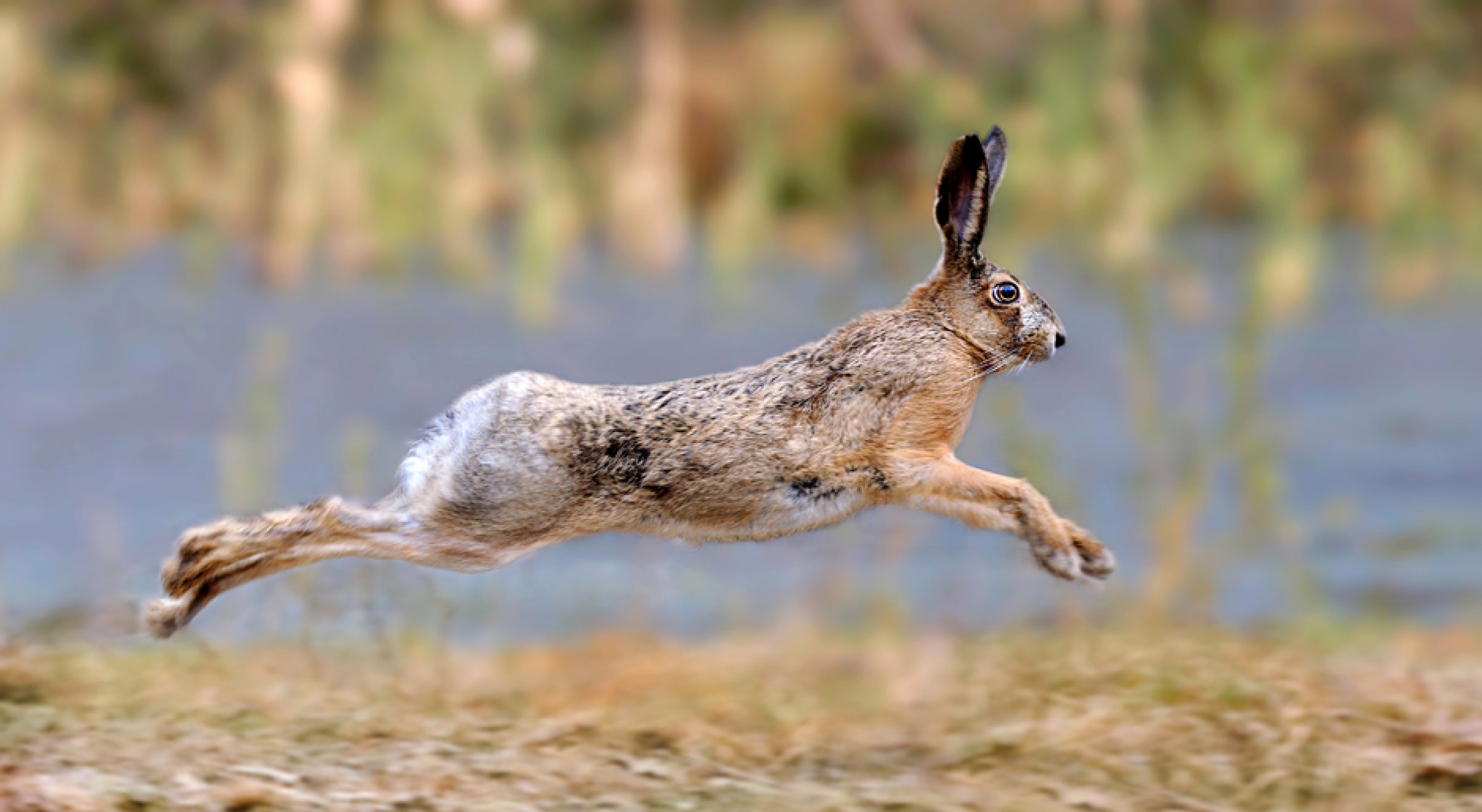 Hare og smågnagere kan bli svært syke av harepest (tularemi) og dør vanligvis etter noe dager. Typisk for syke harer, er at de beveger seg tregere enn normalt, men rett etter at de er smittet kan de virke friske. Foto: Colourbox